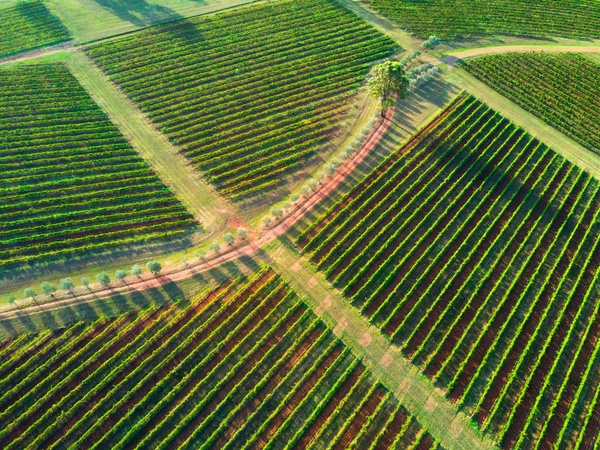 Vineyards Hunter Valley vineyards aerial